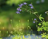 Flower 9R056D-529